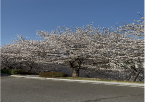 아름다운 벚꽃 사진 한 장과 잡담